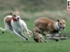 GenAI – A Case of Running with the Hare and Hunting with the Hounds? GenAI
