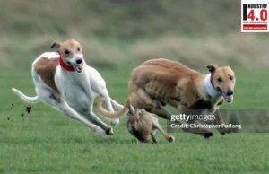 GenAI – A Case of Running with the Hare and Hunting with the Hounds? GenAI